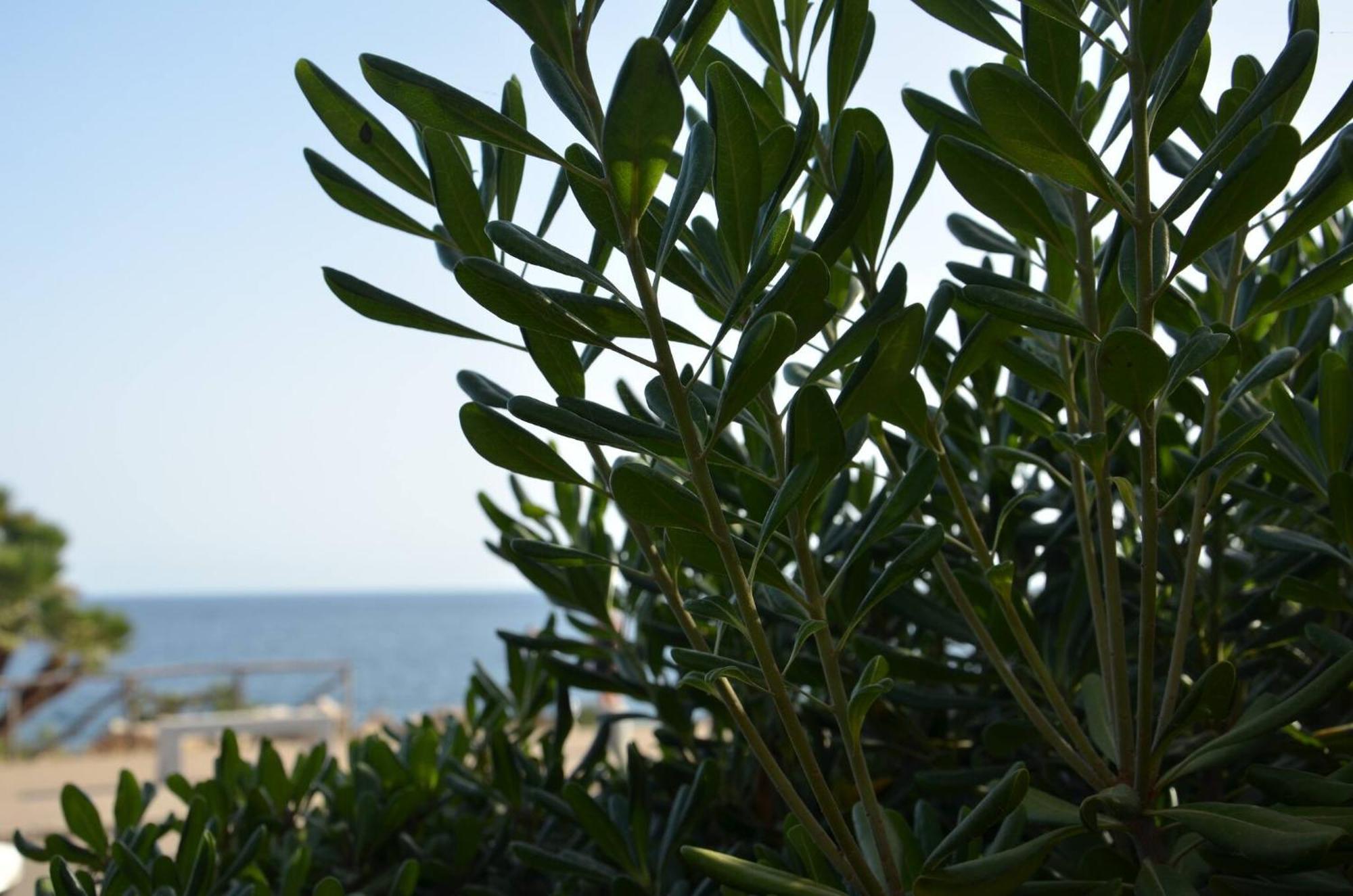 Fantastic Sardinia Villette Con Giardino Fronte Mare Fertilia Faho-Gav01-Gav02 Eksteriør bilde